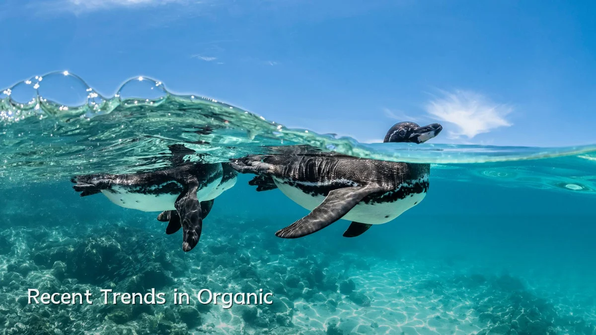 Recent Trends in Organic
