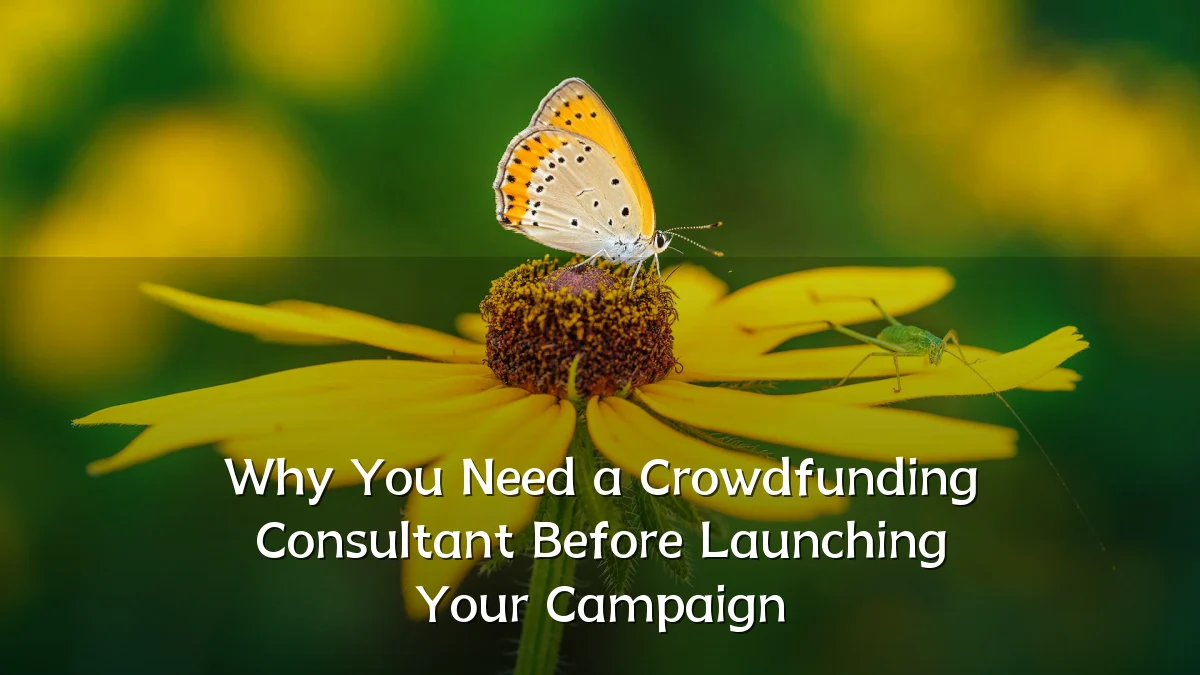 Why You Need a Crowdfunding Consultant Before Launching Your Campaign